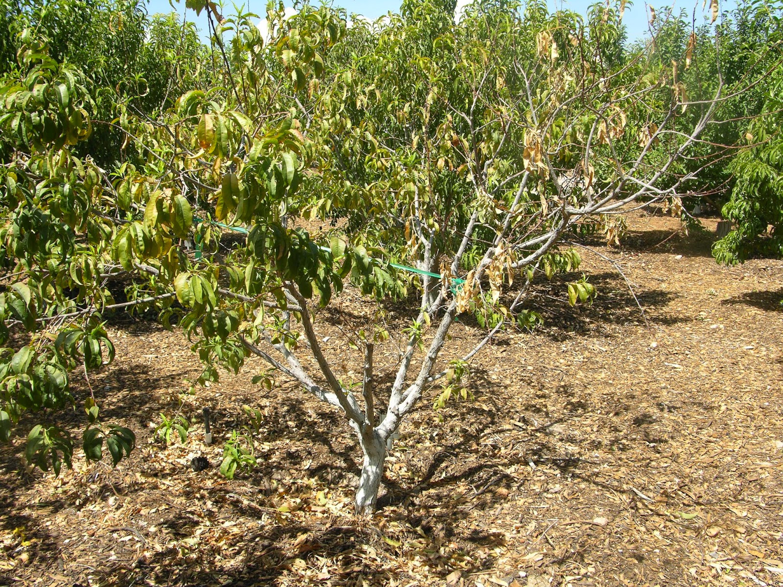 Xtremehorticulture of the Desert Sap Coming From Peach Trunk to Top of