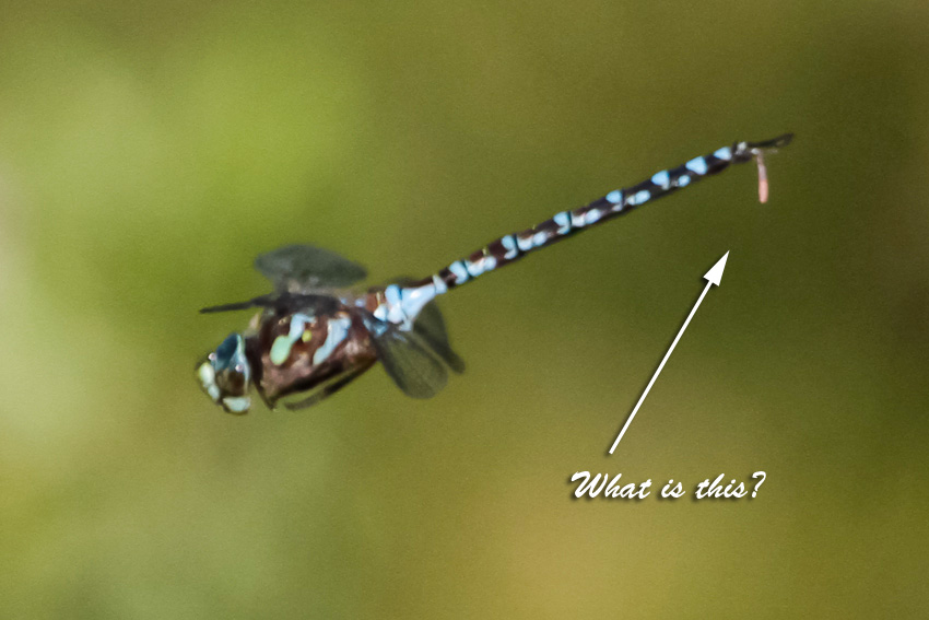 The Ohio Nature Blog Did I Photograph a Dragonfly Pooing?
