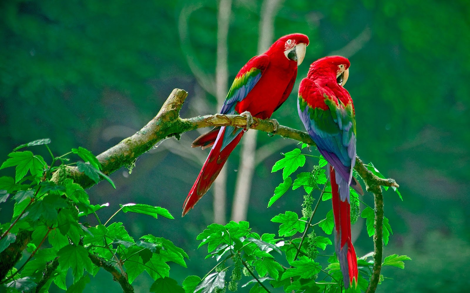 Love Birds Images Free Android Wallpaper HD