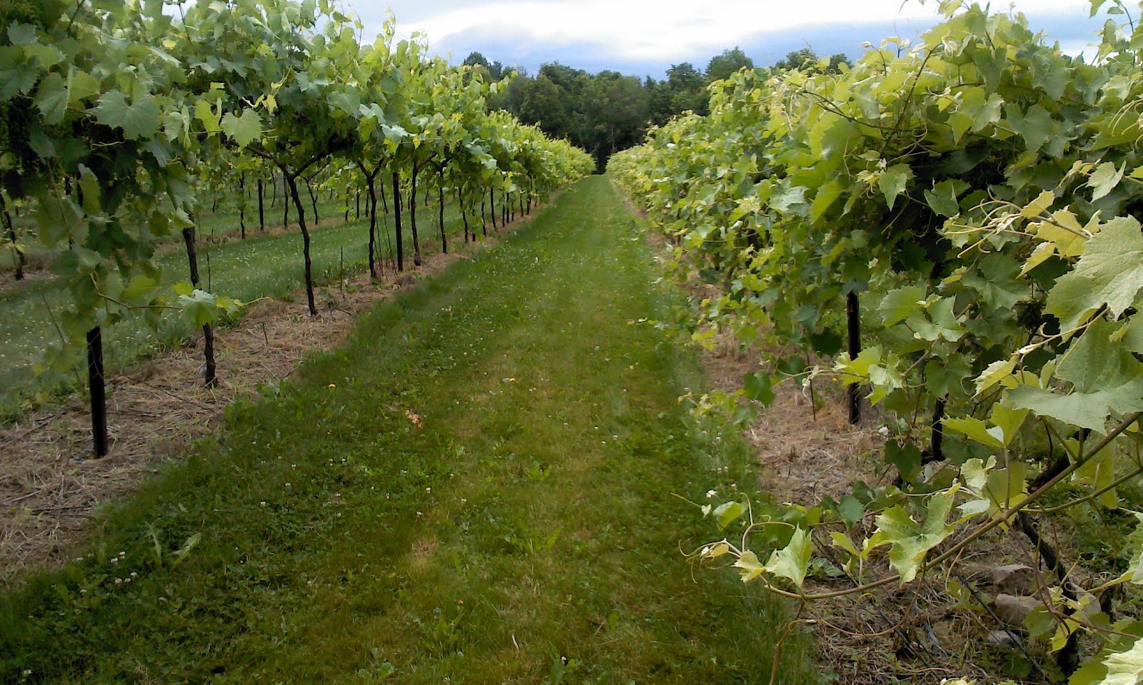 East Coast Wineries Lincoln Peak Vineyards Winery (VT) Chris