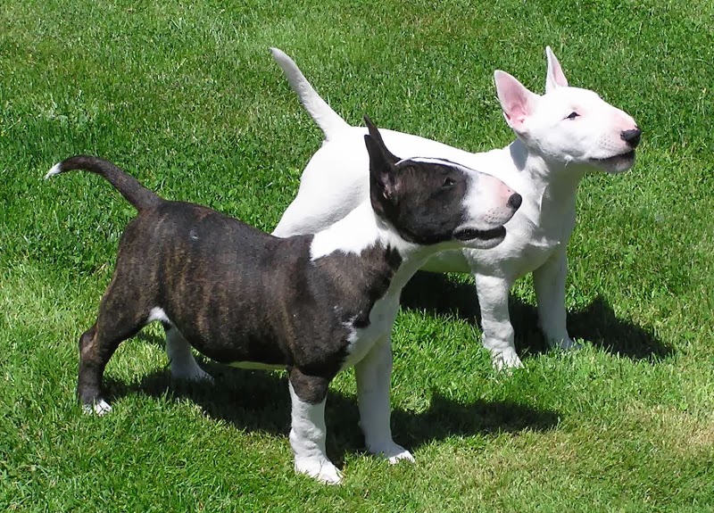 Bull Terrier Aggression Behavior Dog Breeds All types of dogs