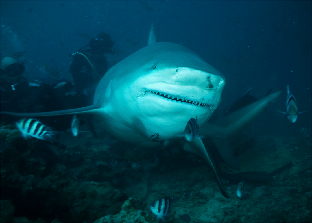 The Best Shark Dive in the World! The Fiji Shark Dive in Spanish!