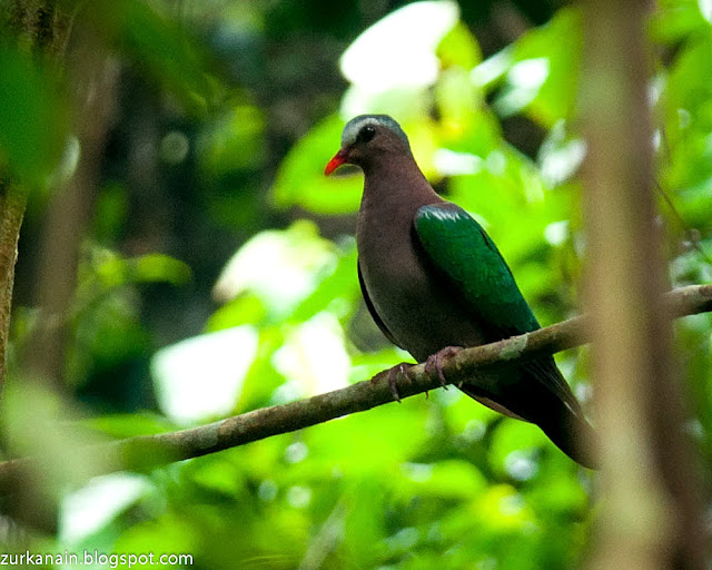 Harga Burung Emerald Dove zul ya birds of peninsular malaysia emerald dove Harga Burung Emerald Dove zul ya birds of peninsular malaysia emerald dove