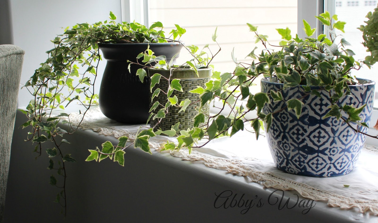 Abby's Way Pots of Ivy