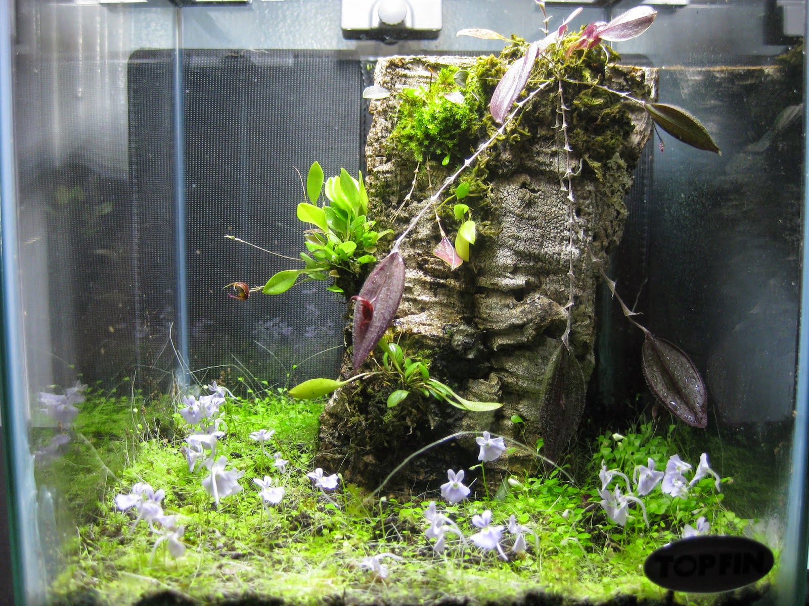 phytophile A small orchidarium