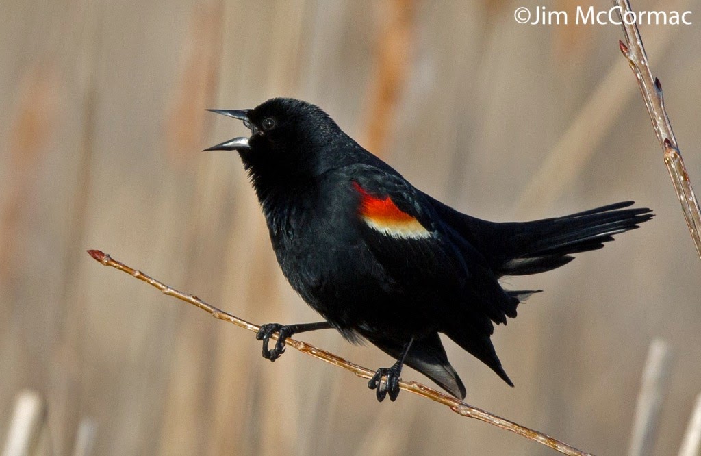 Ohio Birds and Biodiversity March 2015