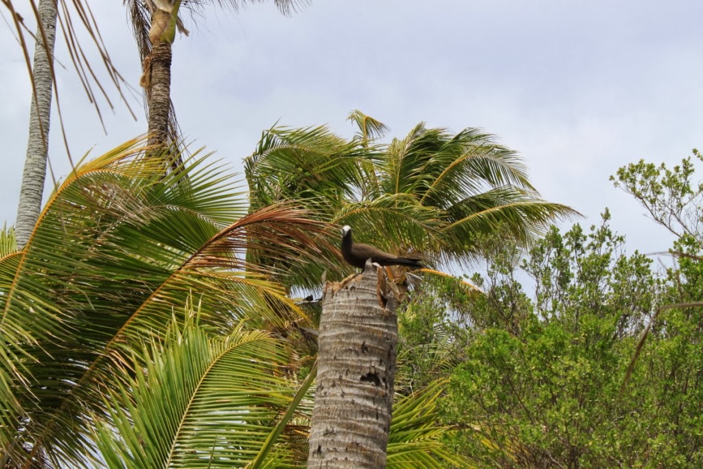 Rangiroa - Polynésie