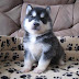 55 Grey Blue Eye Adorable Dog Photo