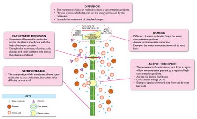 membrane substances spm osmosis