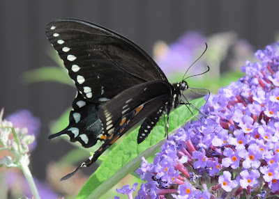 Black Swallowtail, Papilio polyxenes 2