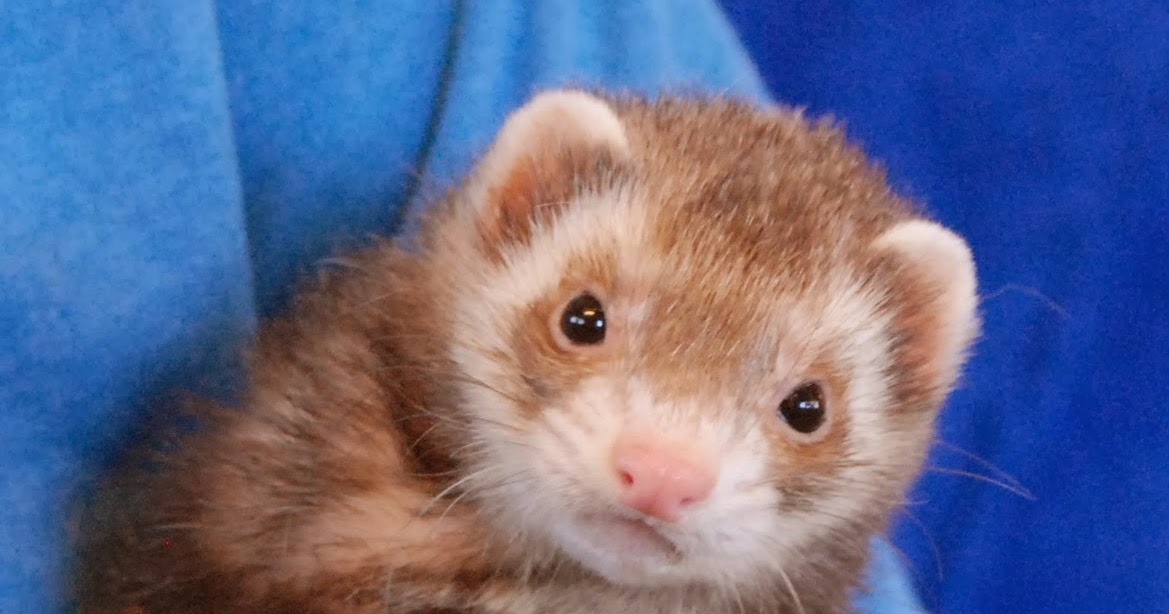 Three very friendly ferrets debuting for adoption.