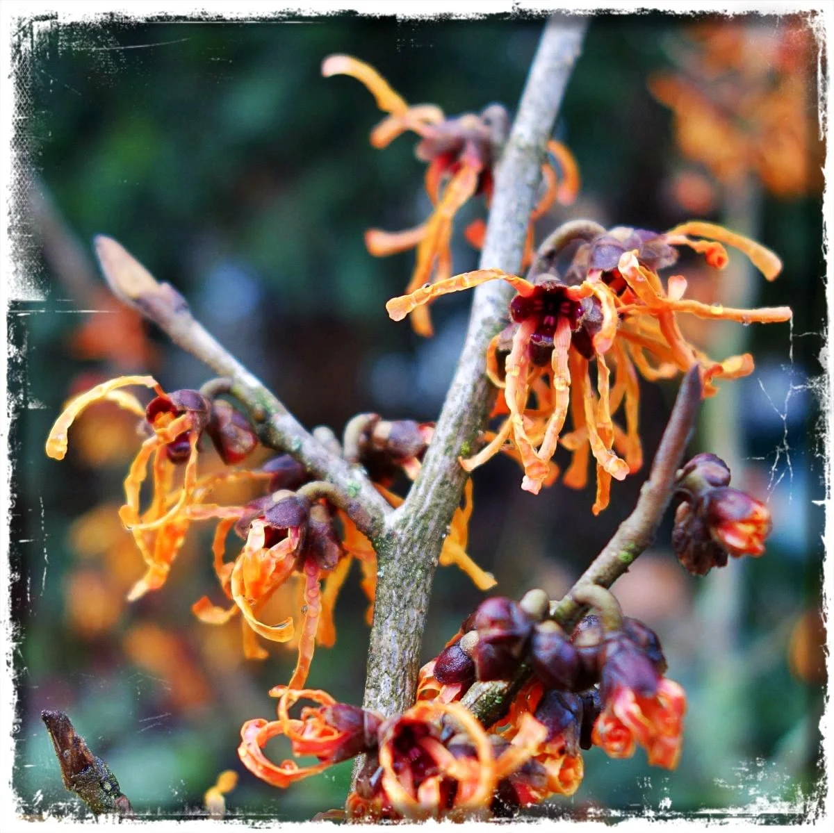 Hamamelis 'Ajan'