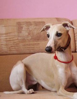 How Well Do Whippets And Cats Get Along How Well Do Whippets And Cats Get Along