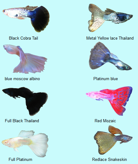 The Beauty Of Underwater Guppy Ikan Seribu