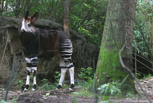 El Okapi