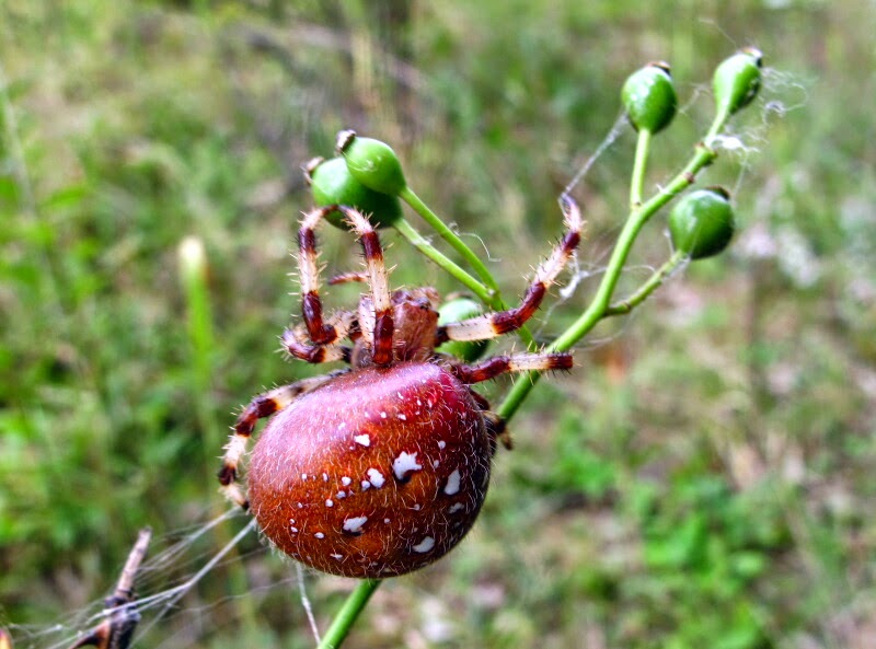 Joyce Road Spiders Shamrock Orb Weaver