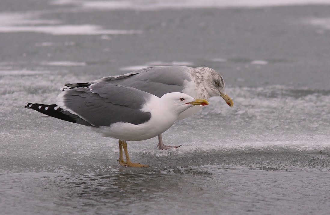 Birding Newfoundland with Dave Brown Yellowlegged Gulls of Newfoundland