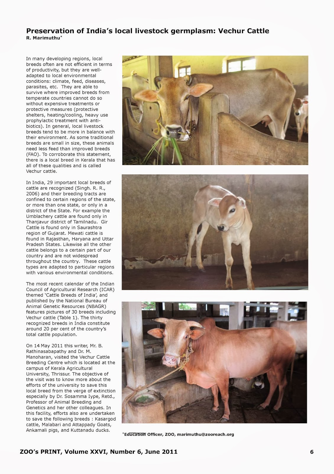Preservation of India’s local livestock germplasm: Vechur Cattle