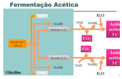 09. Metabolismo de Carboidratos.pdf