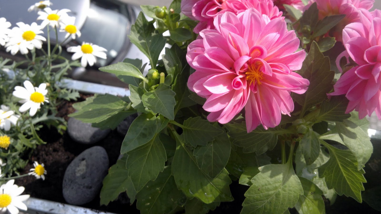 Pescno: altankasser nu med blomster