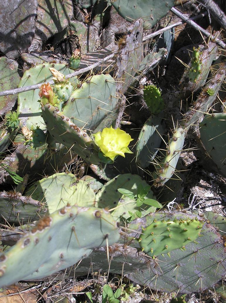 Mike's ApartmentBackyard Garden Blog Texas Wildflowers...a Rainy Day