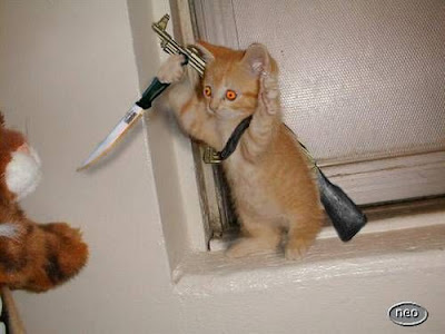 Funny Cat Pictures