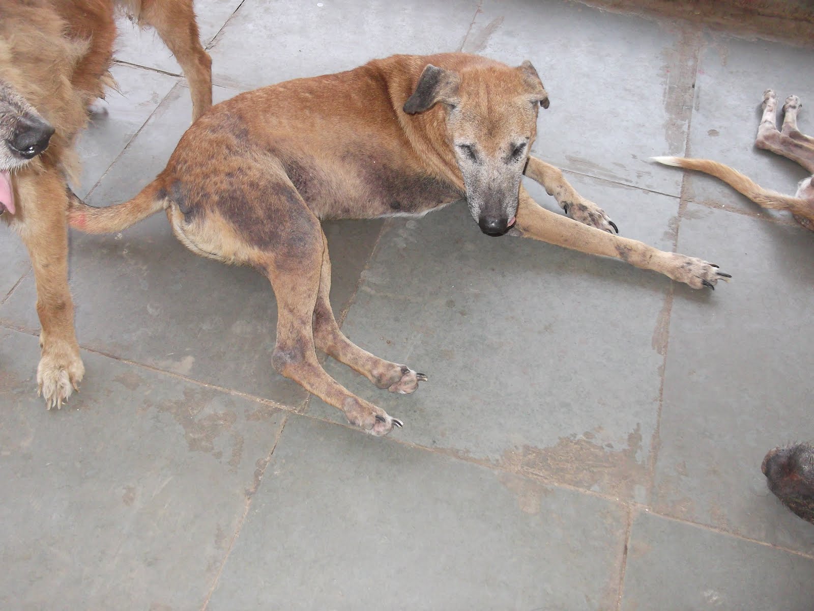 Idaianimals Blind Dogs At Ida Deonar Centre Use getoperandvalue instead of getopnd to get the in your example handler is a stack address. idaianimals blind dogs at ida deonar centre