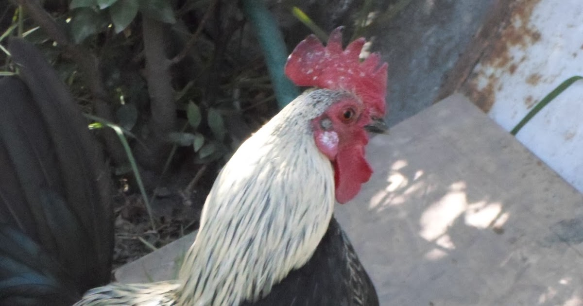 Rooster Gallo Habanero