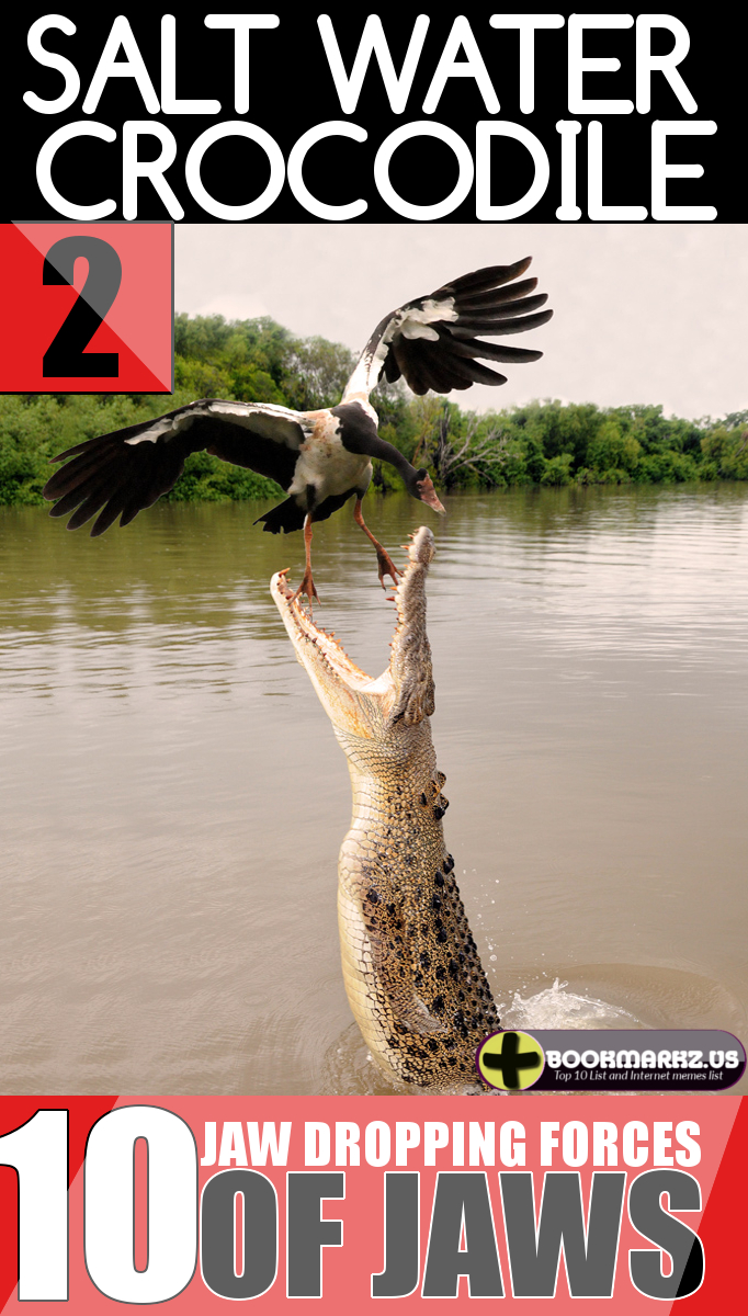 Saltwater Crocodile's jaw 2nd Most Powerful Jaws in the World Top