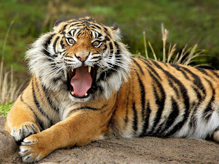 wildanimalsnames.blogs... wildanimalsnames.blogs...