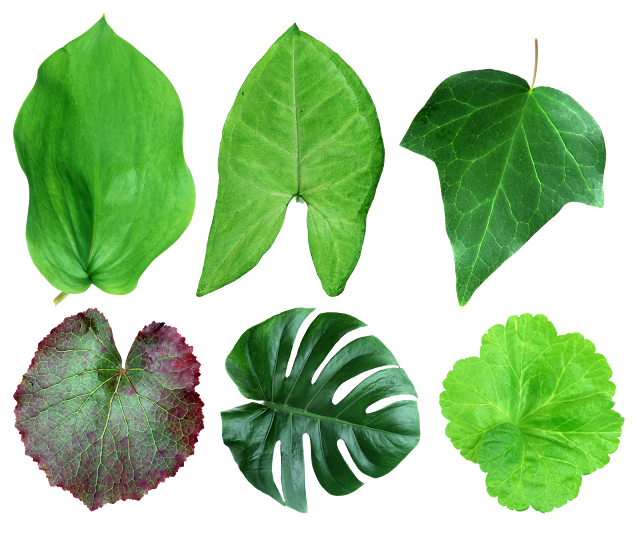 Free HD Leaves PNG Format
