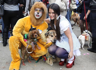 Pakaian Anjing, Keren, Menarik