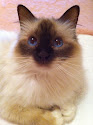 My Birman Cat