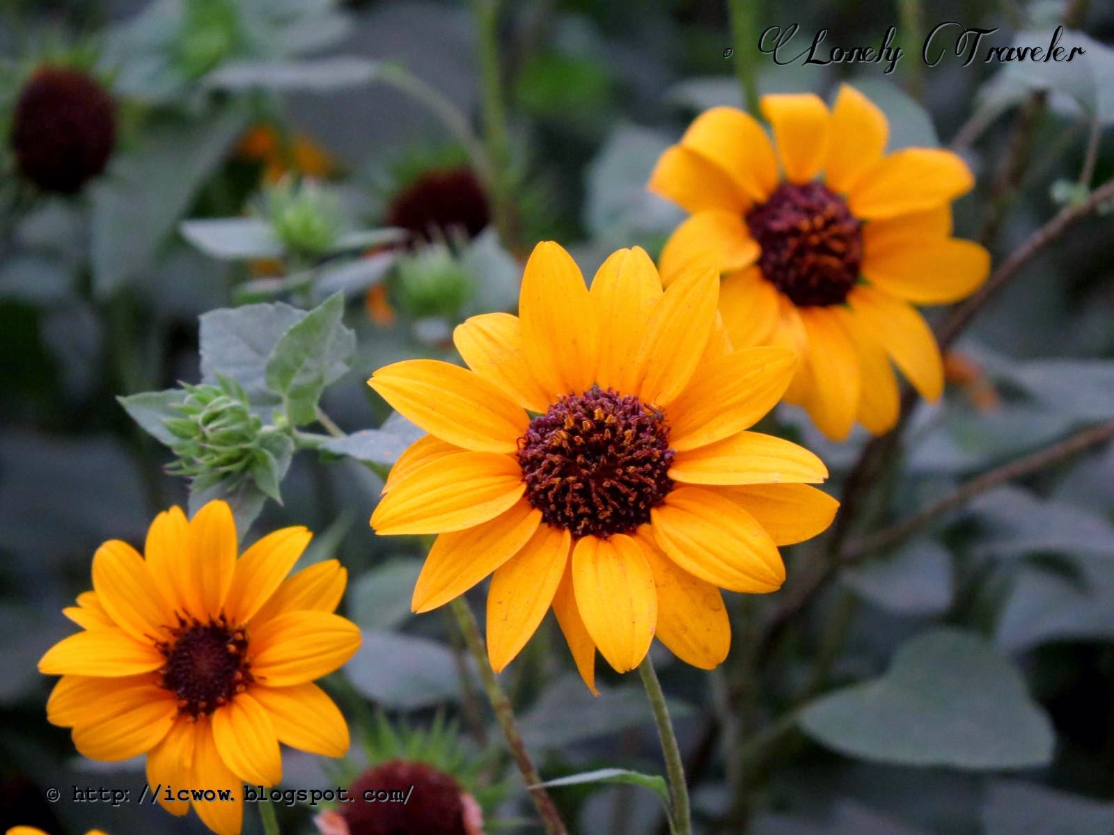 Beach Sunflower Helianthus debilis