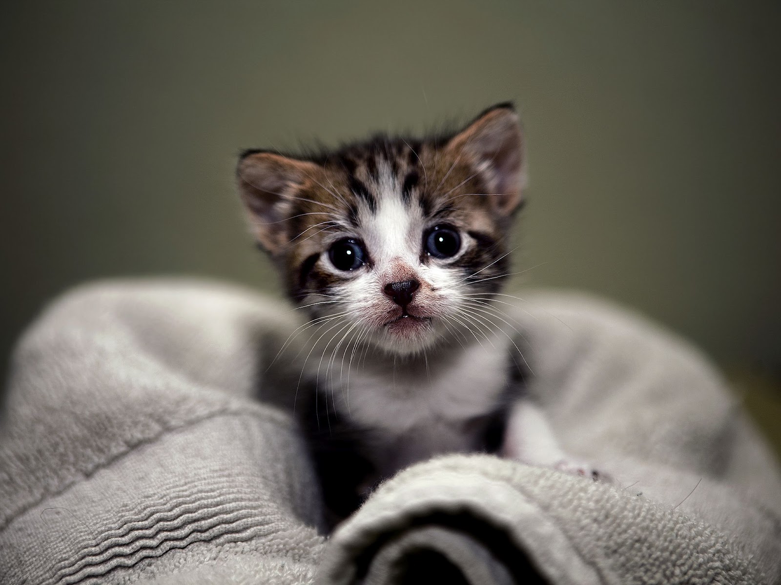 Small Cats Images