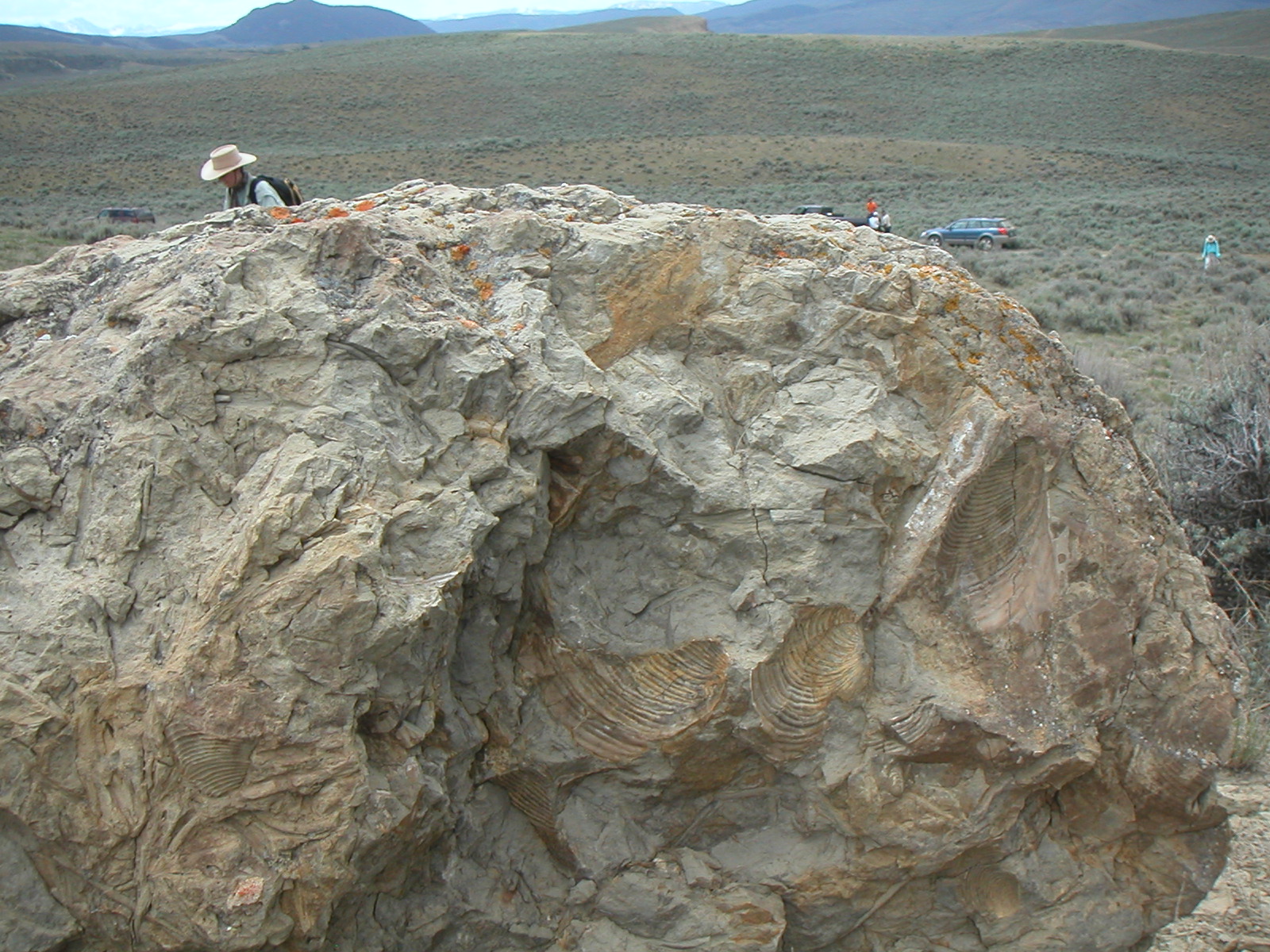 The Natural World The Story of the Kremmling Ammonite Site and a