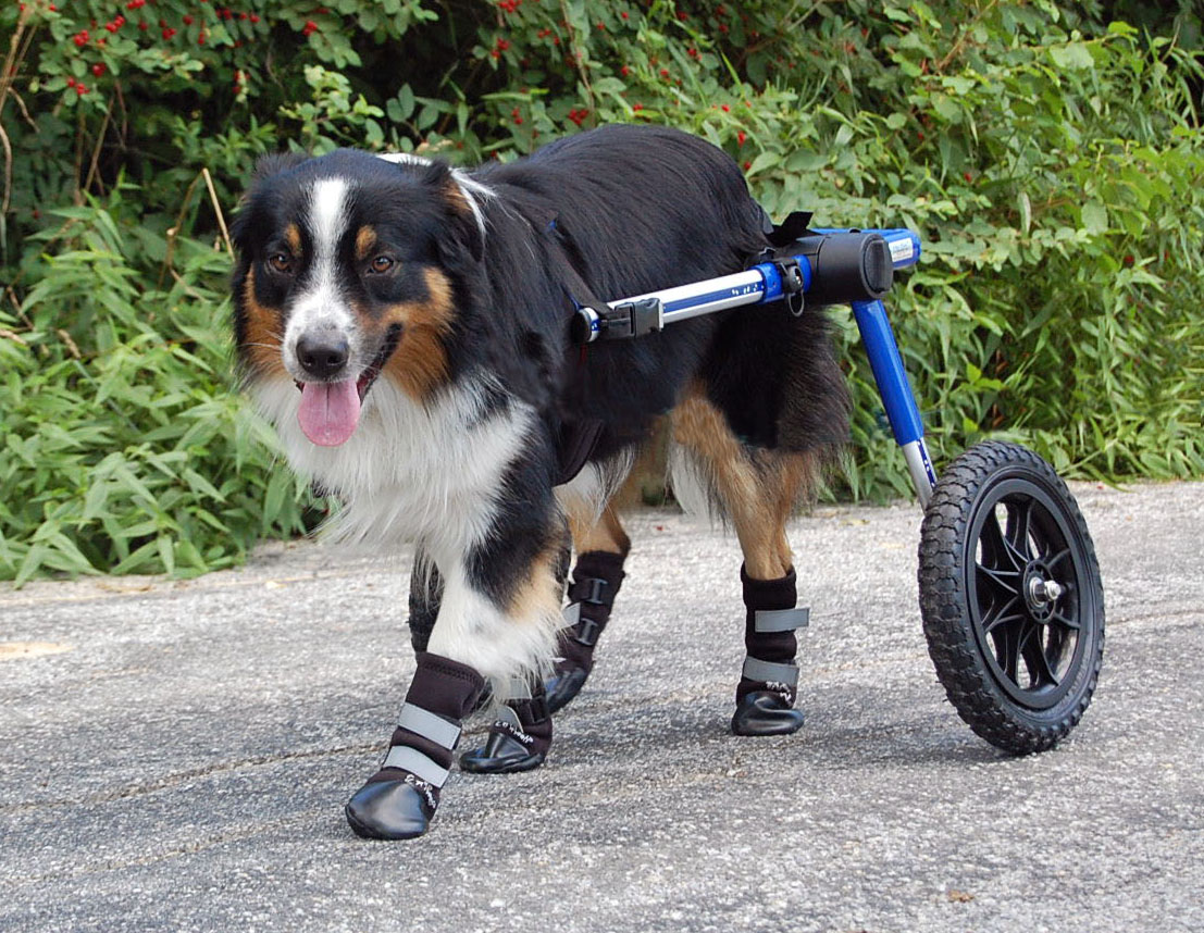 Handicapped Pets Keeping Handicapped Pets Cool