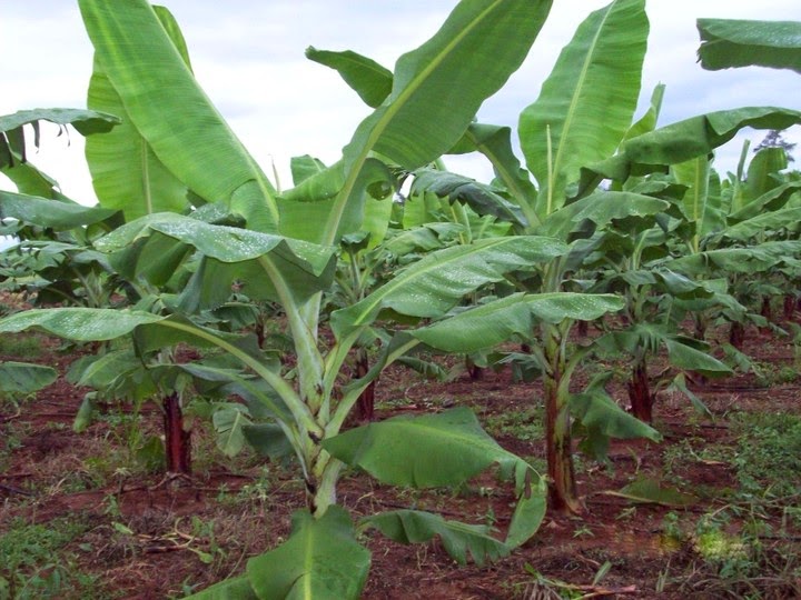 Cost Analysis/How To Setup Plantain Plantation In Nigeria With Pictures