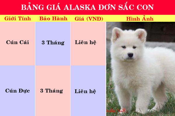 PôPô Alaska: Chuyên bán chó alaska con đản bảo chất lượng sinh sản tại nhà - 5