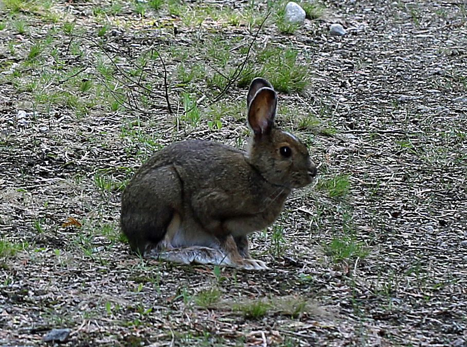 Ohio Birds and Biodiversity Snowshoe Hare!