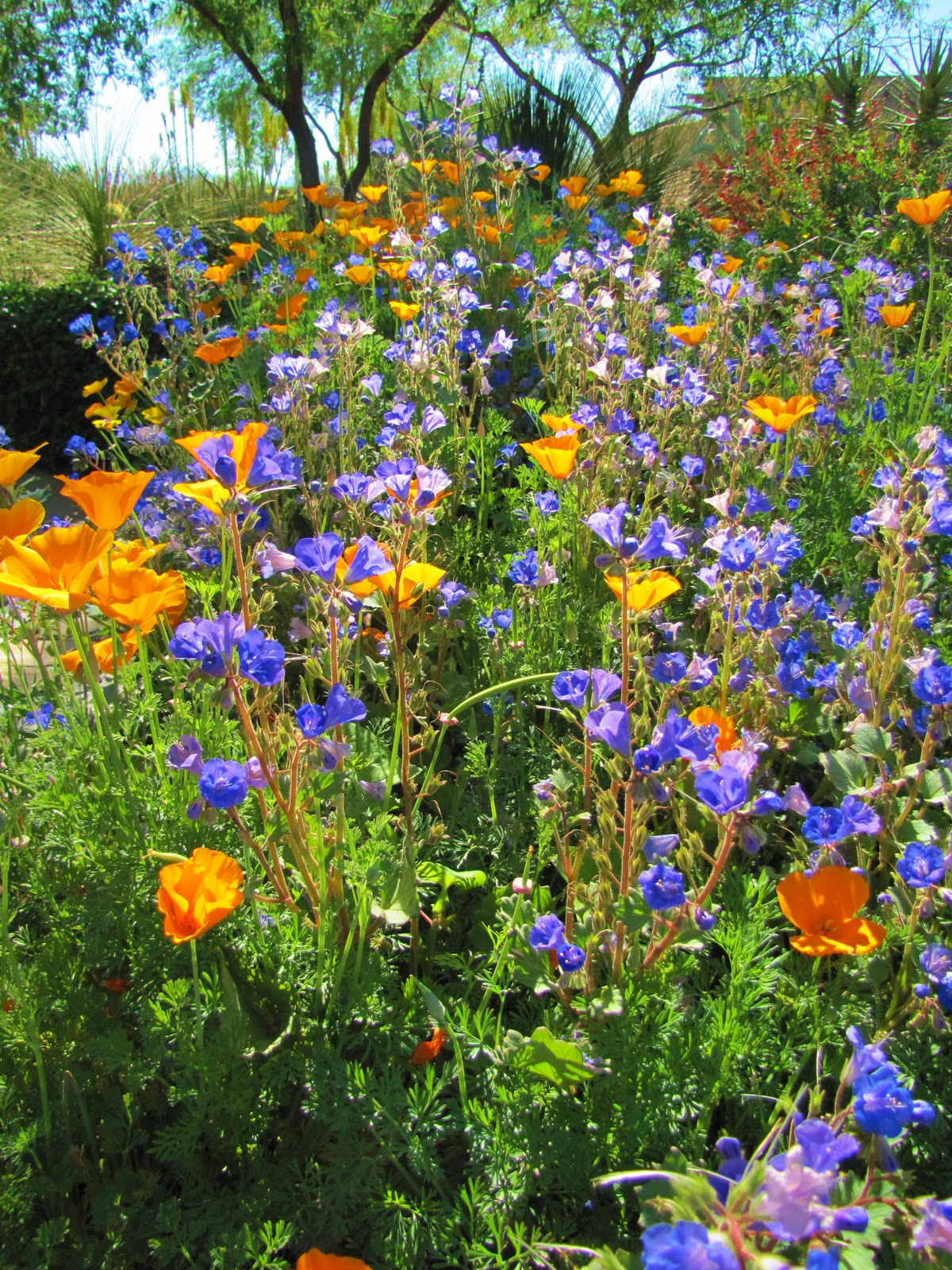Las Aventuras Sonoran Wildflowers