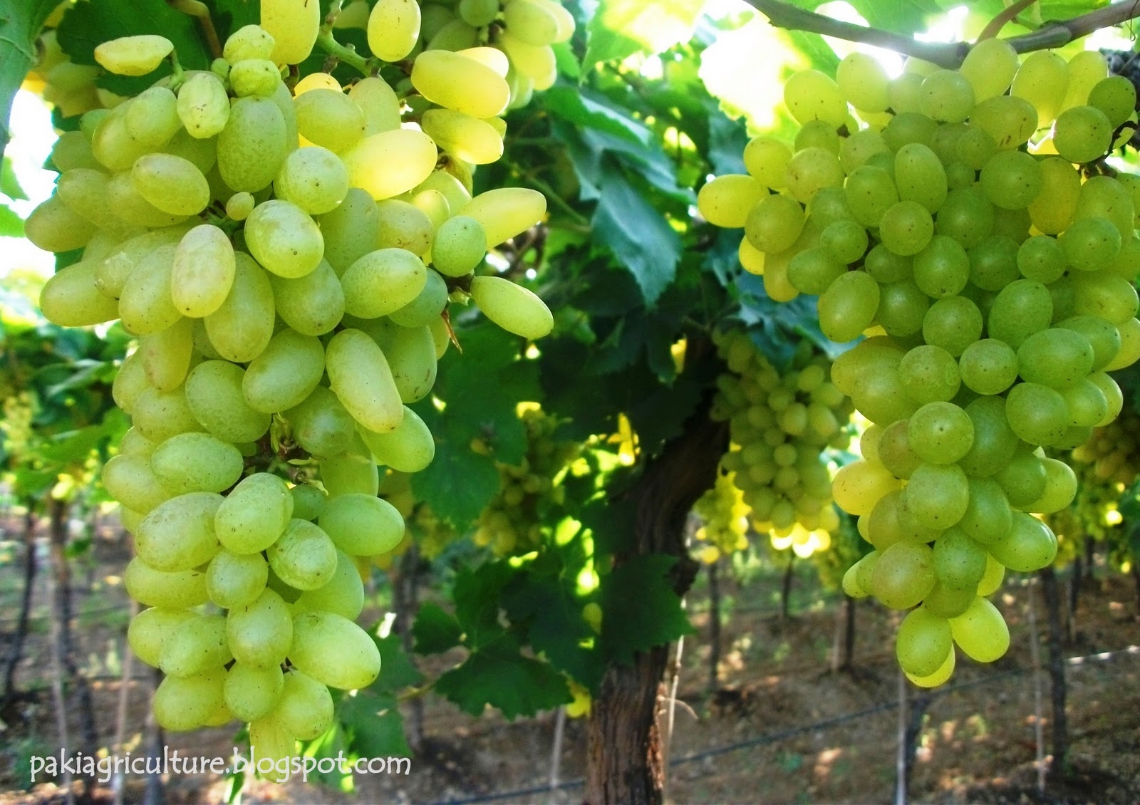 Production Technology (CPT) of GRAPES in Pakistan PakAgriFarming