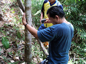 inokulasi pohon gaharu