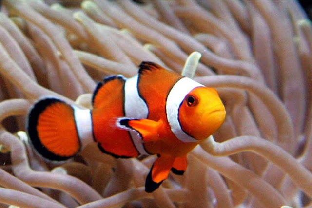 View image clown fish clown fish