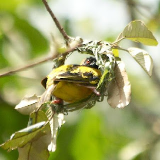 Over 200 bird species in Bigodi Wetland