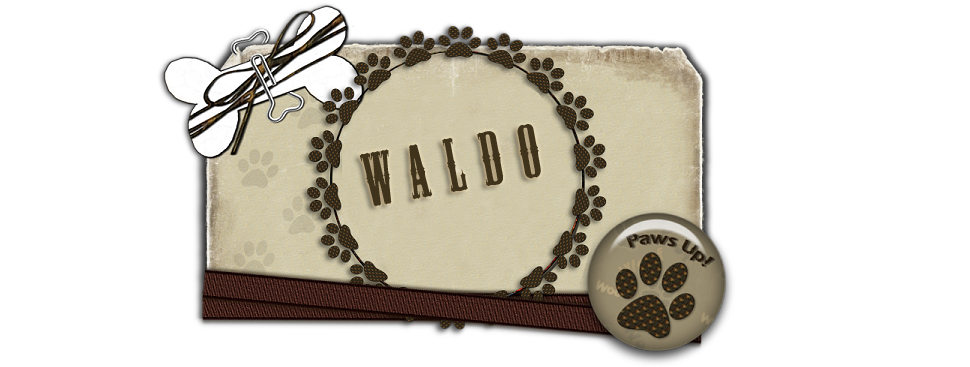 Espanjanvesikoira Waldon elämää