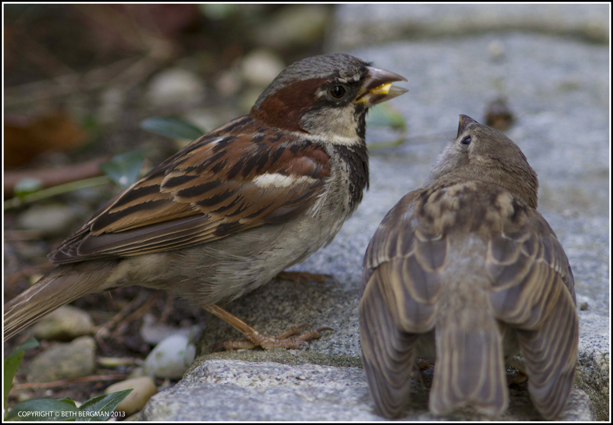 baby sparrow food baby sparrow food