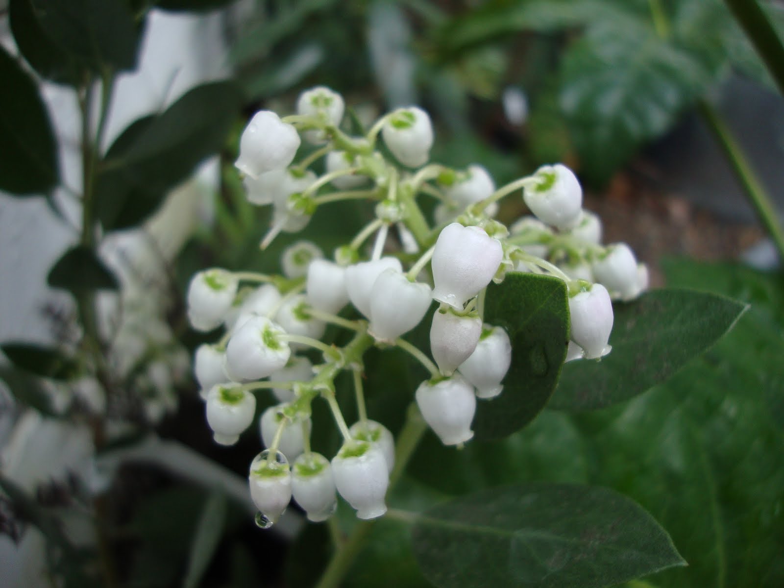 Seattle Garden Ideas Pieris Japonica