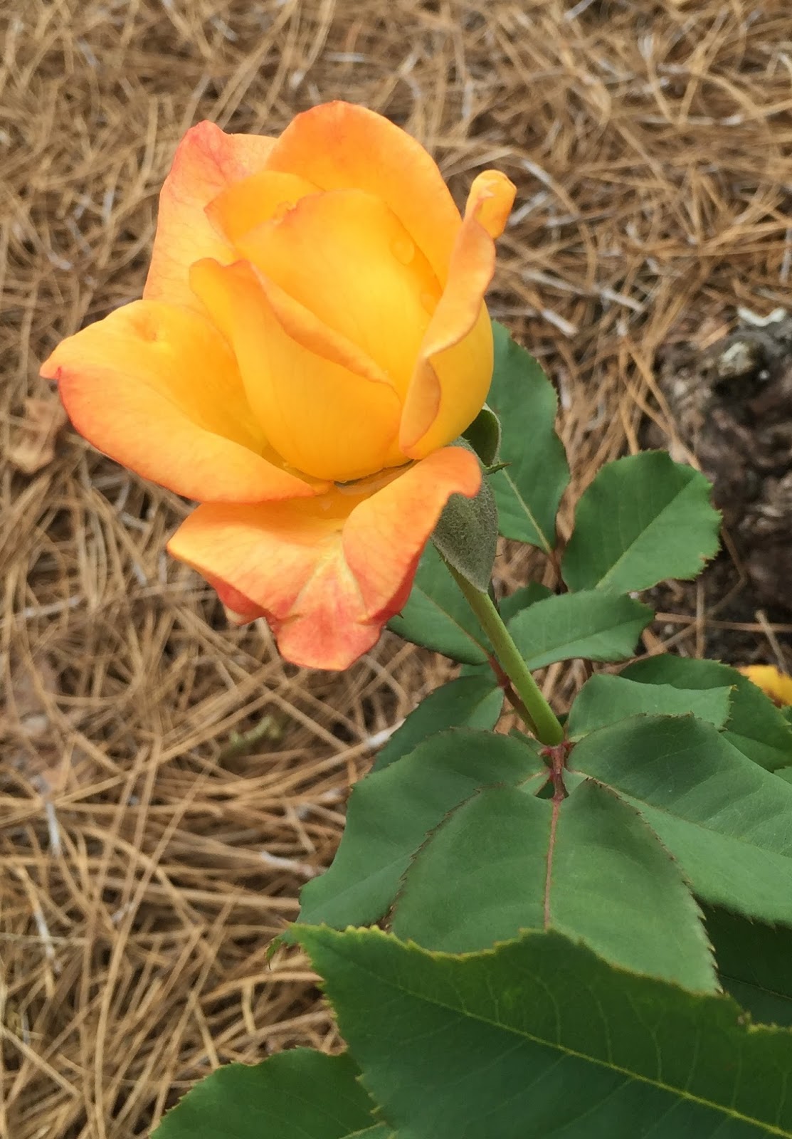 Fayetteville Rose Garden