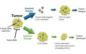 stem cell treatment stem cell research